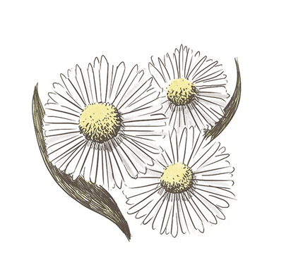 カミツレ花エキス