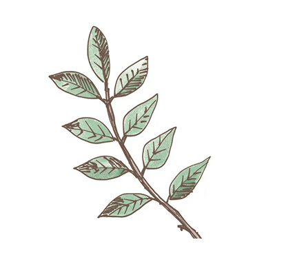 ビルベリー葉エキス