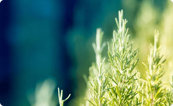 植物由来の防腐剤を使用